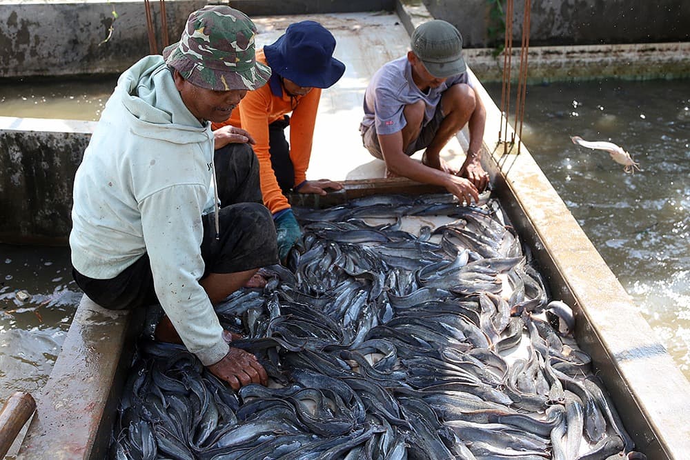 Desa Faenake Kembangkan Hortikultura dan Budidaya Lele untuk Dukung Program Makan Bergizi Gratis