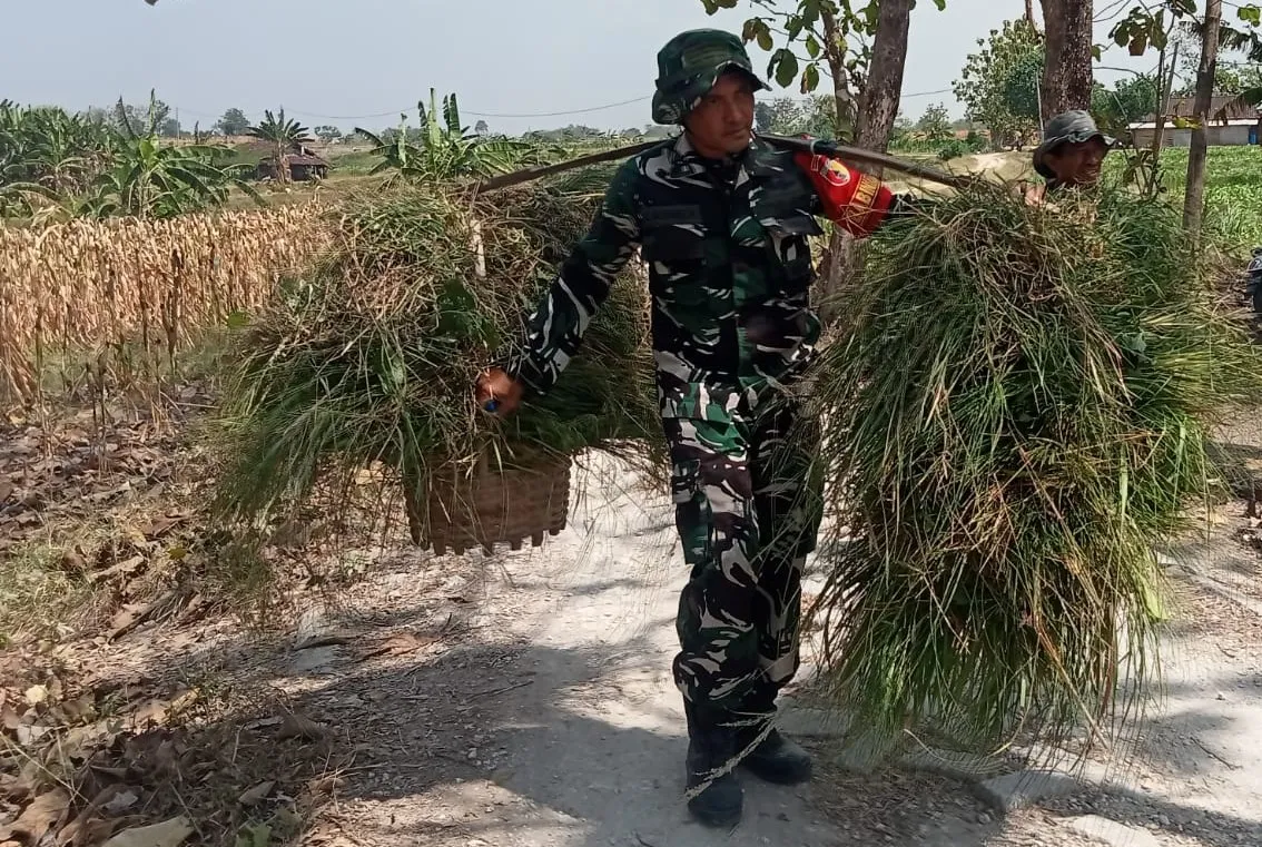 Satgas TMMD Bojonegoro Bantu Warga Pikul Rumput, Wujudkan Kemanunggalan TNI dan Rakyat